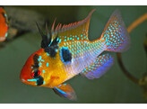 Microgeophagus Ramirezi 4