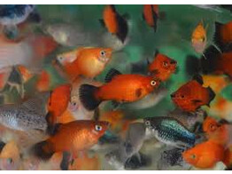 Xiphophorus maculatus  platy coral mix  L