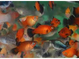 Xiphophorus maculatus  platy coral mix  L