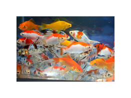 Carassius auratus comet mix 7-8