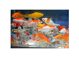 Carassius auratus comet mix 7-8