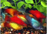 Xiphophorus maculatus Platy assorted L
