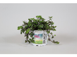 Schildpaddenplant - Plante pour tortue - Callisia repens tra