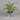 Graslelie - La plante araignee - Chlorophytum tray per 3
