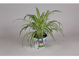 Graslelie - La plante araignee - Chlorophytum tray per 3