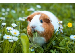 Cavia s-tile-0