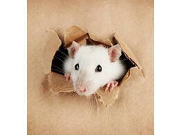 Kleine knaagdieren-tile-0