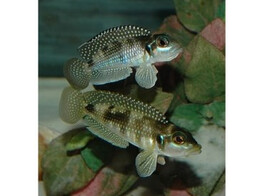 LAMPROLOGUS MELEAGRIS 2