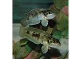 LAMPROLOGUS MELEAGRIS 2