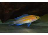 LAMPROLOGUS FALCICULA/CYGNUS 3
