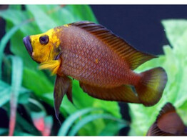 ALTOLAMPROLOGUS COMPRESSICEPS GOLD HEAD 4