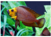 ALTOLAMPROLOGUS COMPRESSICEPS GOLD HEAD 4