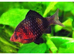 BARBUS/PUNTIUS NIGROFASCIATUS 3 5-4