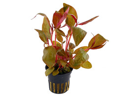 Alternanthera lilachina