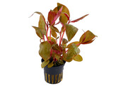 Alternanthera lilachina