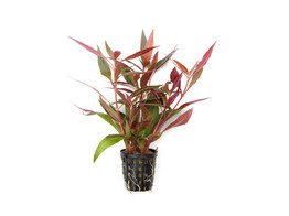Alternanthera reineckii