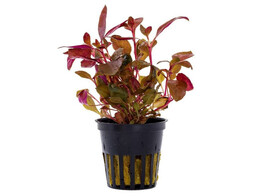 Alternanthera reineckii mini