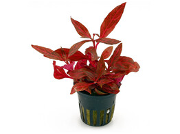 Alternanthera reineckii Rosanervig