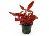 Alternanthera reineckii Rosanervig