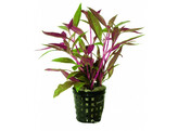 Alternanthera rosaefolia