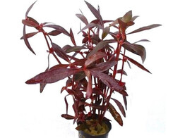 Alternanthera sessilis