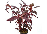 Alternanthera sessilis