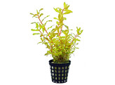 Ammania pedicellata Gold