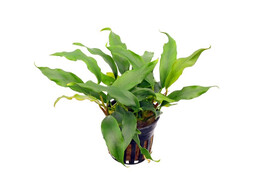 Anubias barteri glabra