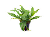 Anubias barteri glabra