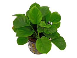 Anubias Barteri sp.  coin leaf 