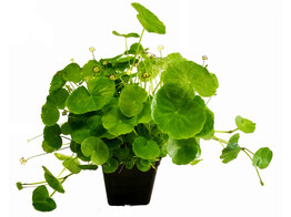 Hydrocotyle leucocephala MP