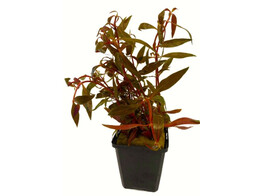 Alternanthera rosaefolia MP