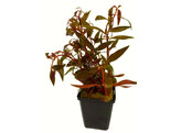 Alternanthera rosaefolia MP