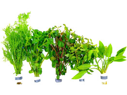 .selection 50 bunch  10 Limnophila sessiliflora   10 Egeria