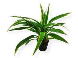 Chlorophytum bichetii