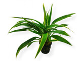Chlorophytum bichetii