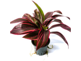Cordeline red edge