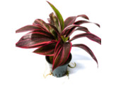 Cordeline red edge