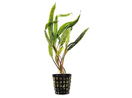 Cryptocoryne balansae