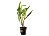Cryptocoryne balansae