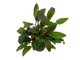 Cryptocoryne beckettii