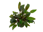 Cryptocoryne beckettii