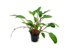 Cryptocoryne beckettii viridifolia