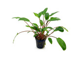 Cryptocoryne beckettii viridifolia