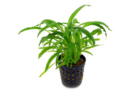 Cryptocoryne costata