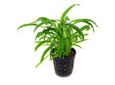 Cryptocoryne costata