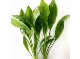 Cryptocoryne green crisped leaf