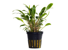 Cryptocoryne lucens