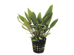 Cryptocoryne moehlmannii