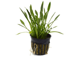 Cryptocoryne parva